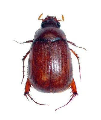 Australian lawn beetle