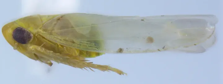 Цикадка Balclutha curvata