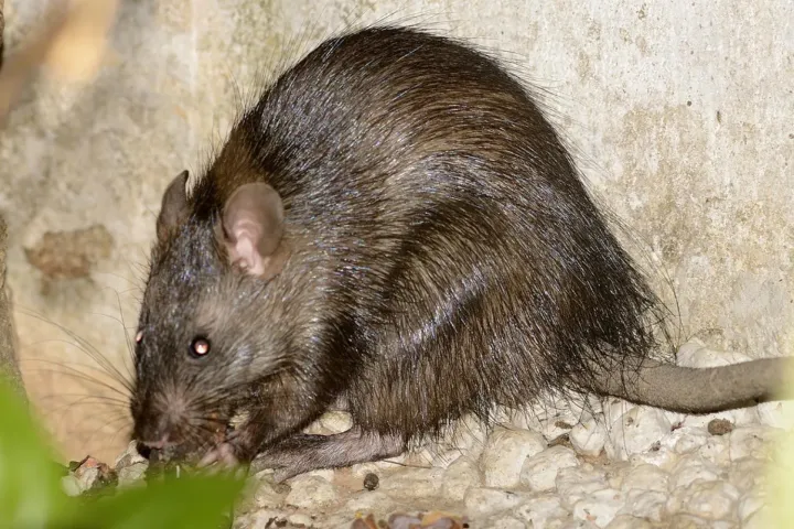 Lesser bandicoot rat