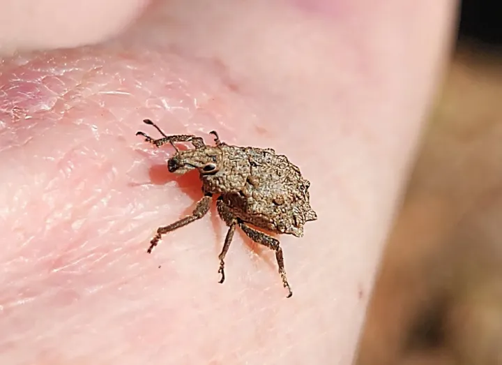 Довгоносик Baryopadus corrugatus