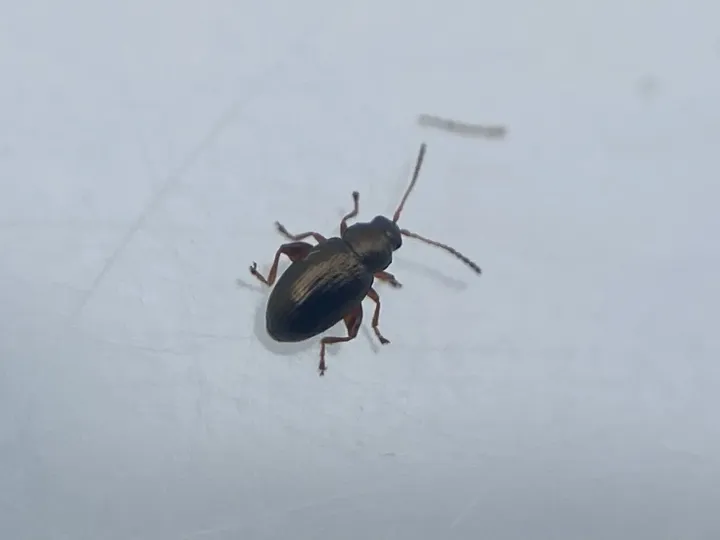 Raspberry flea beetle