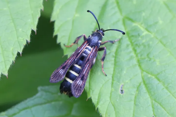 Raspberry clearwing moth