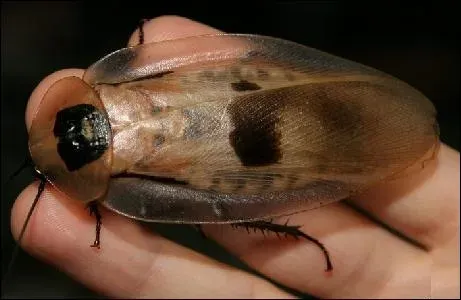 Trapezoid cockroach