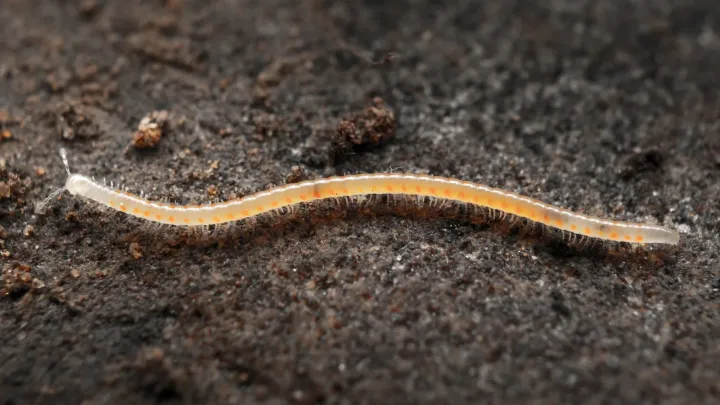 Slender millipede