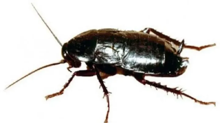 Oriental cockroach
