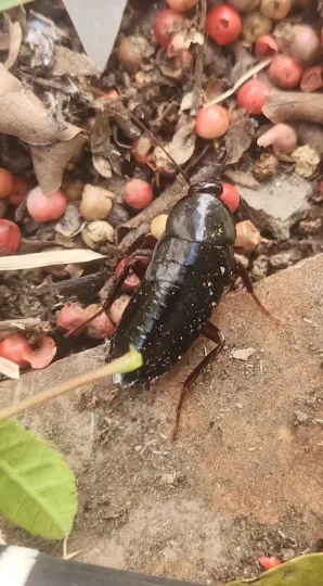 Oriental cockroach