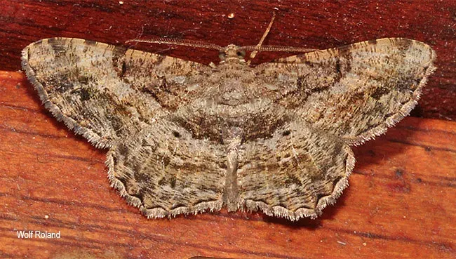 Пяденица Boarmia ectropodes
