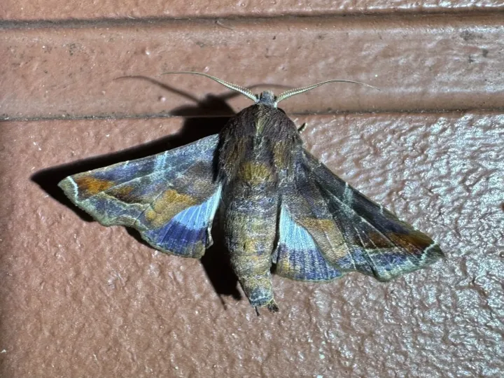 Mango shoot caterpillar