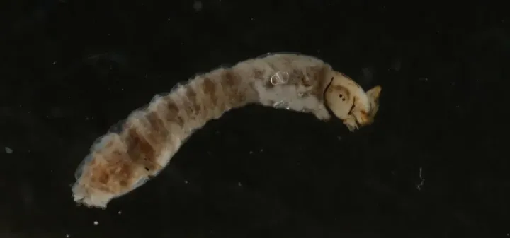 Red-headed black fly