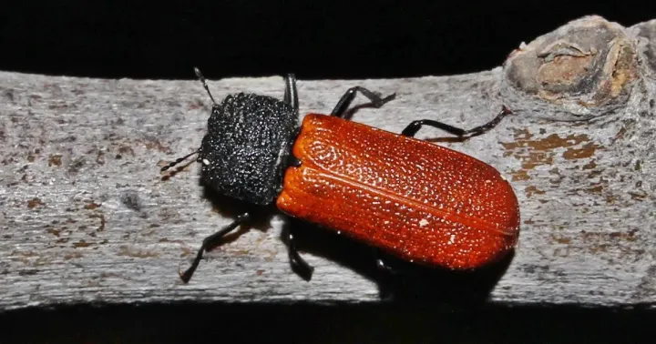 Capuchin beetle