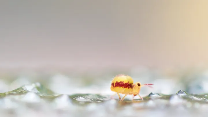 Yellow Bourletiella