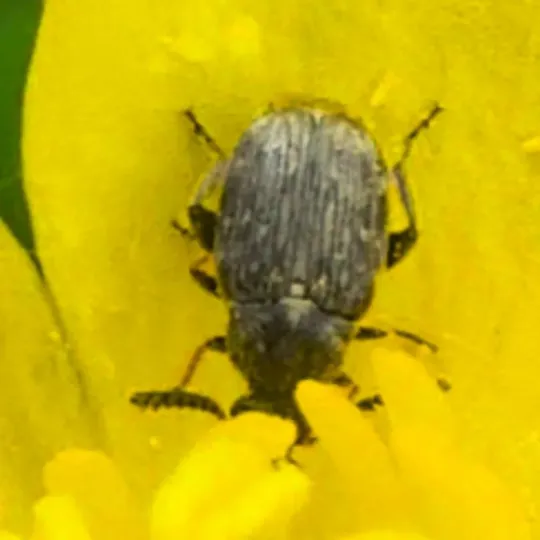 Broom seed beetle