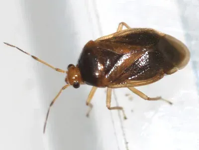 Bryocoris