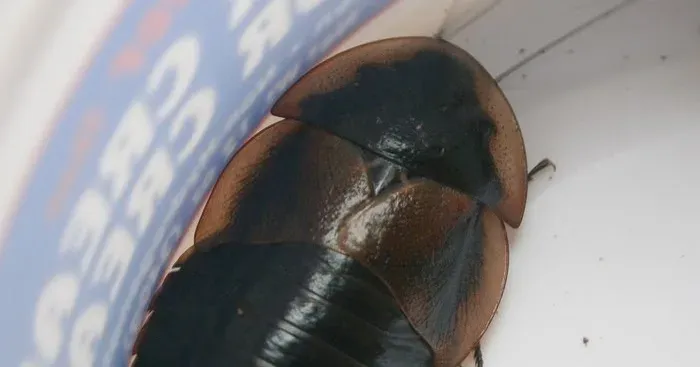 Antillean cockroach
