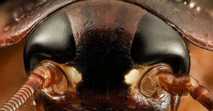 Byrsotria