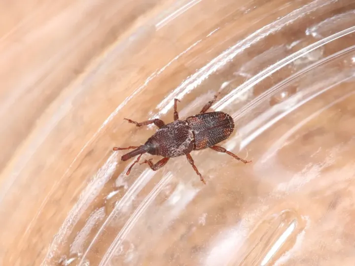 Rice weevil