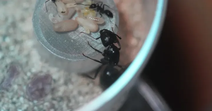 Western carpenter ant