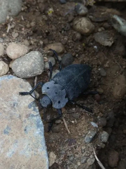 Capnodis porosa