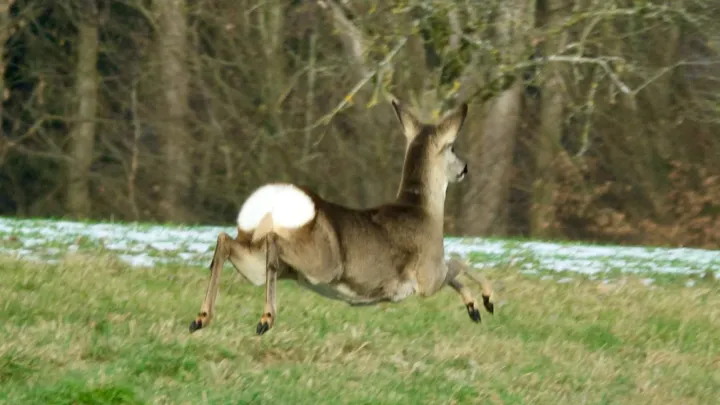 European roe deer