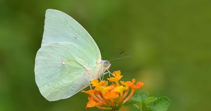 Catopsilia grandidieri