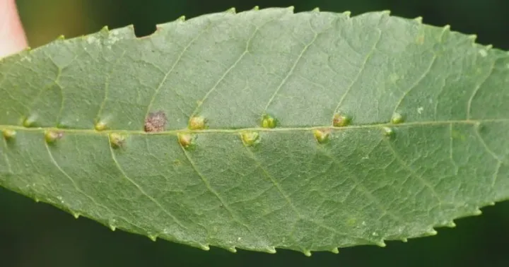Oak gall mite