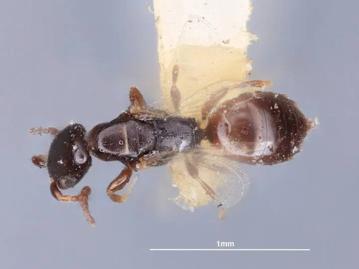 Cephalonomia waterstoni