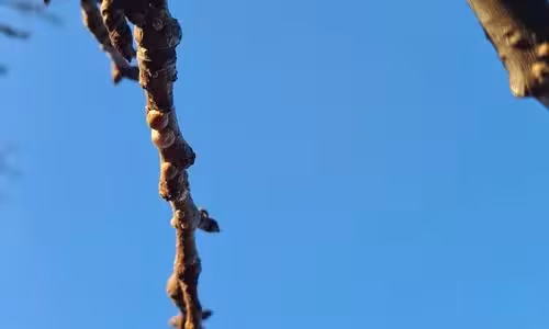 Ceroplastes ceriferus