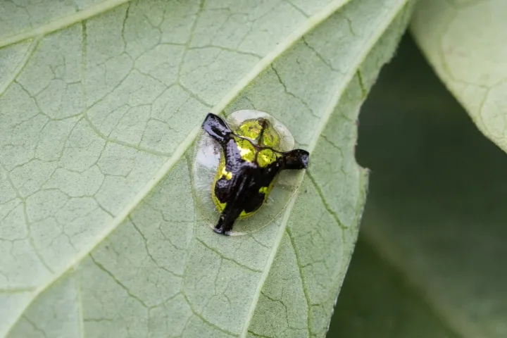 Tortoise beetle