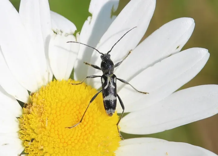 Chlorophorus figuratus