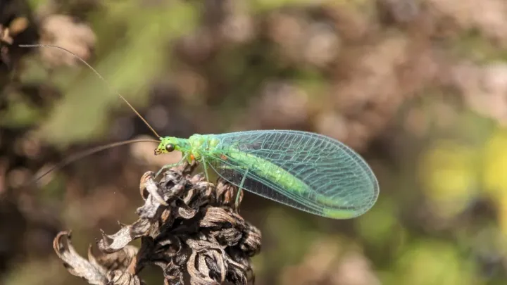 Green Lacewing