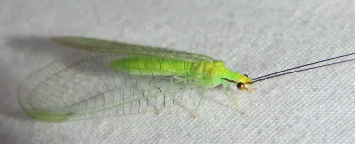 Green lacewing (Chrysopa lineaticornis)