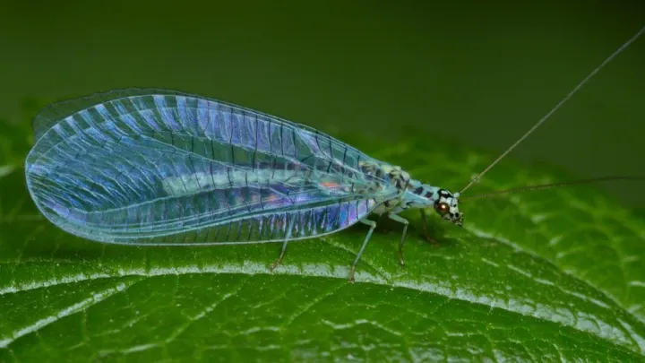 Green lacewing