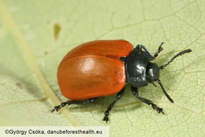 Leaf beetle