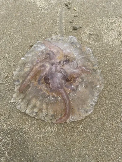Американська морська кропива