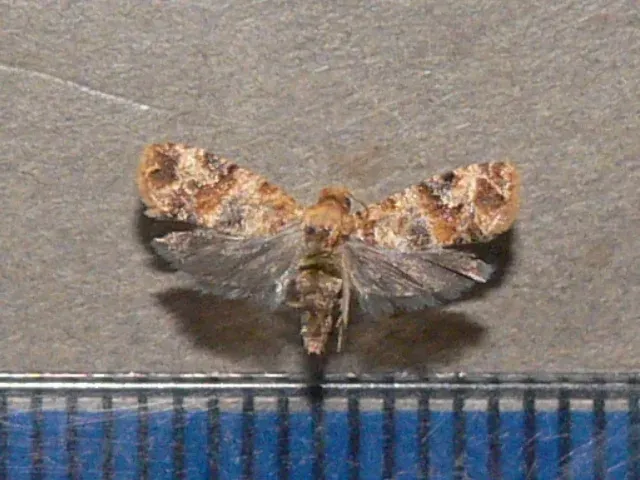 Vanilla berry moth