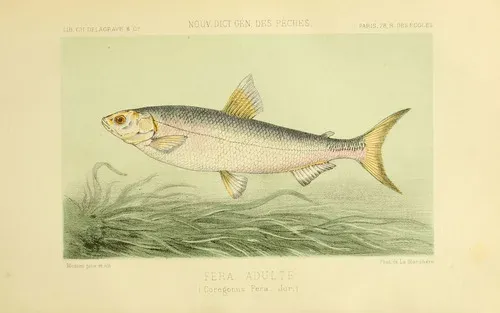 Whitefish