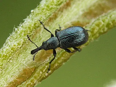 Blue rolling weevil
