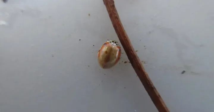 Coelophora pupillata