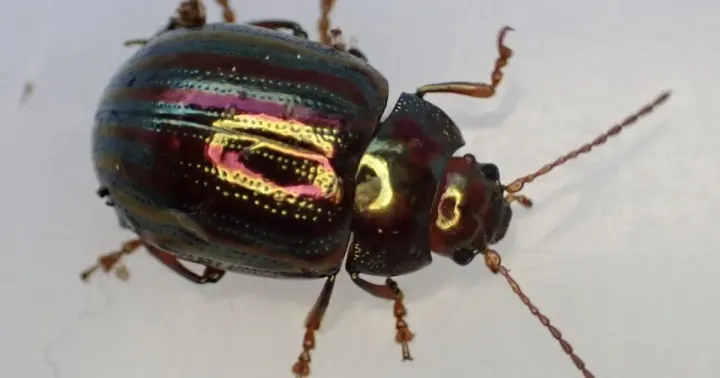 Colaspis quatuordecimcostata