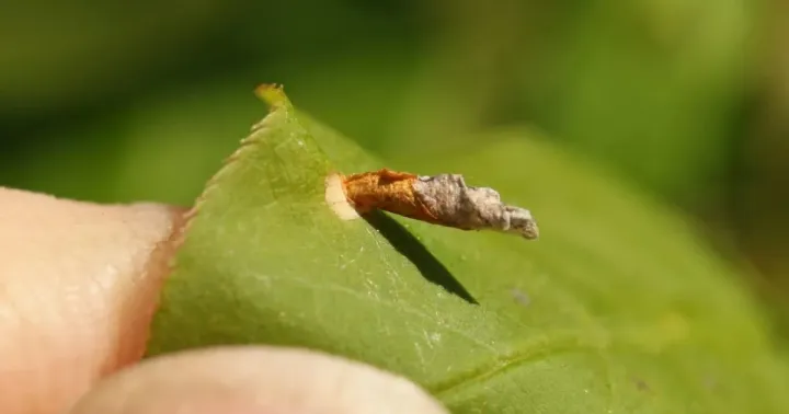 Cherry casebearer