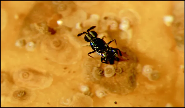 Comperiella