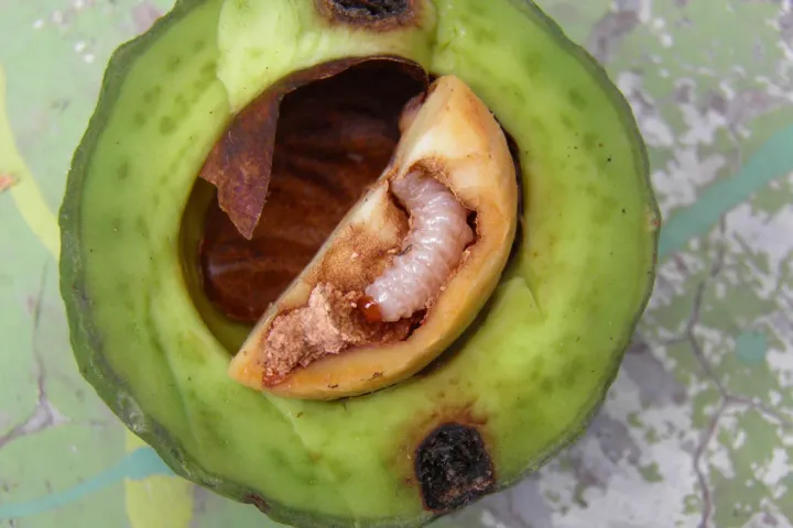Avocado seed moth (often referred to in the context of weevils, specifically Conotrachelus aguacatae)