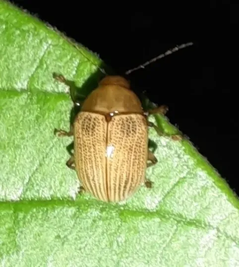 Rusty leaf beetle