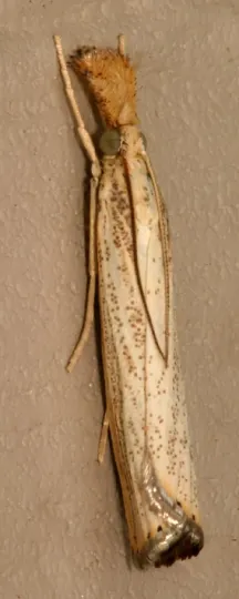 Vagabond crambus