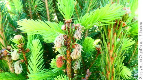 Spruce shoot gall midge