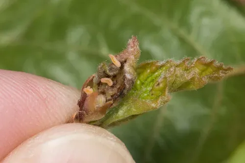 Beech leaf gall midge