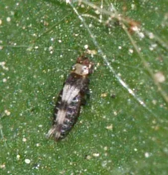 Beech thrips