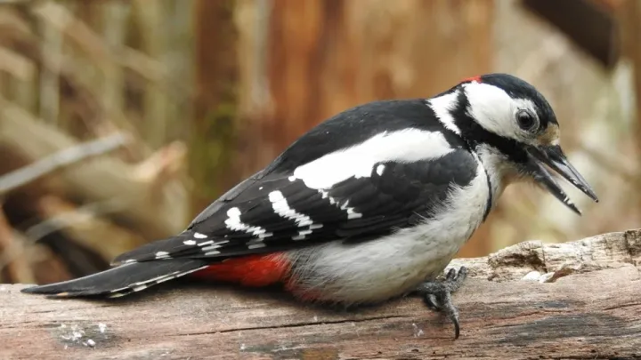 Great spotted woodpecker