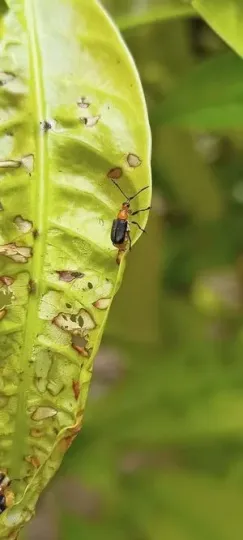 Hazel leaf roller