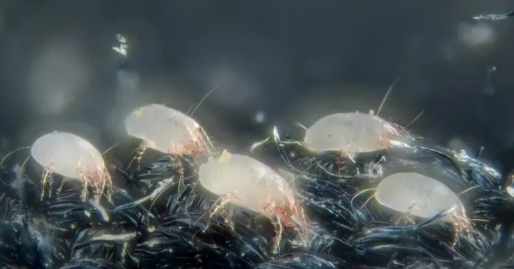 Dust mite